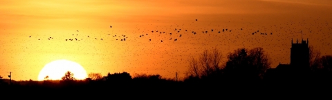 Sunset with flying birds