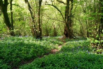 Footpath through bluebells in Aller Woods taken by Mark Green