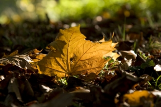 Autumn leaf sunlight Ben Simmonds