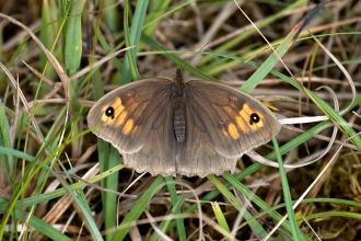 Meadow brown butterfly showing full open wings Bob Coyle Wildnet