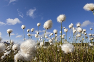 Cotton grasses take at ground level with wonderful blue sky background