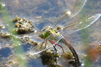 Emporer dragonfly resting on the surface of the water