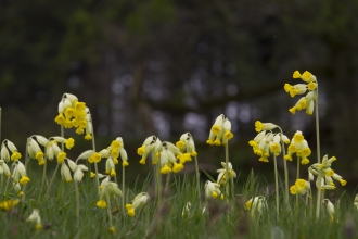 Close-up of several cowslips taken form ground level