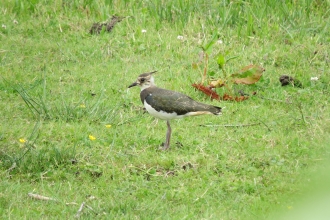 Lone lapwing standing in a field Dave Chown