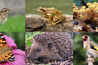 The Great Somerset Wildlife Count header