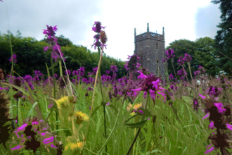 purple stylised flowers in the foreground with a out of focus church in the back