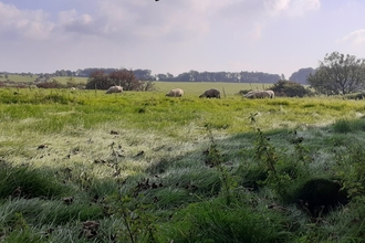 field in the foreground with sheep in the distance. 