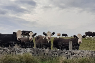 Cows looking over a stone wall looking at the camera