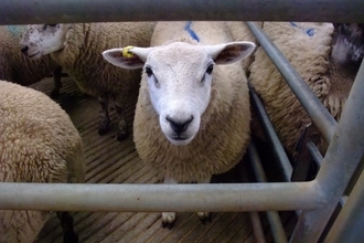 Sheep in pen looking directly at camera