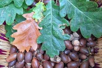 Acorns and acorn leaves in a basket