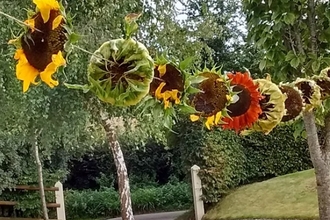 Sunflower heads on a washing line, Badbury Flower Company Therapy Garden