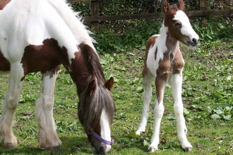 A horse and foal at Ferne Animal Sanctuary
