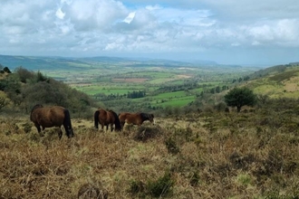quantock hill