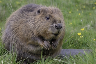 Beaver sat up