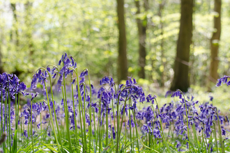 A sunny woodland with bluebells