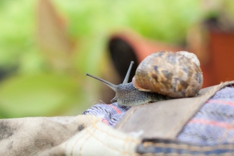 Snail on gardening gloves