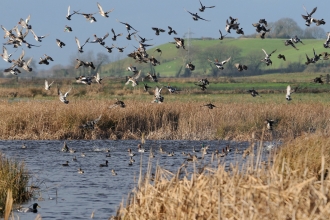 Wigeon, teal and lapwing flying over flooded marshes 