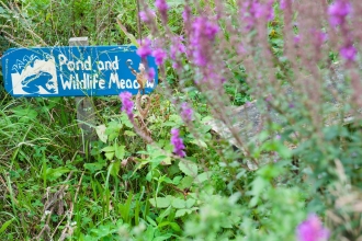 A wildlife garden with purple flowers and a sign reading 'pond and wildlife meadow'