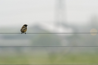 stonechat on telephone wires