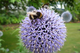 Bumble bee on an allium