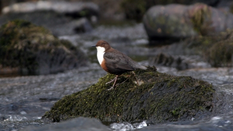 Dipper on a rock Brian Phipps