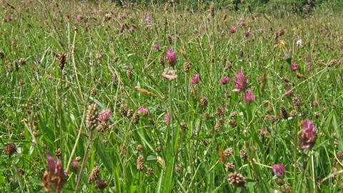 Edford Meadows with wild flowers