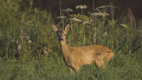 Side on photo of roe deer looking straight at camera