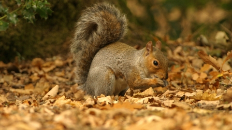 Grey squirrel in autumn leaves Brian Phipps