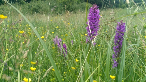 Southern Marsh Orchid West Coker