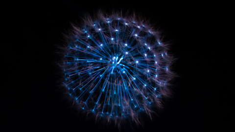 biofluorescent dandelion