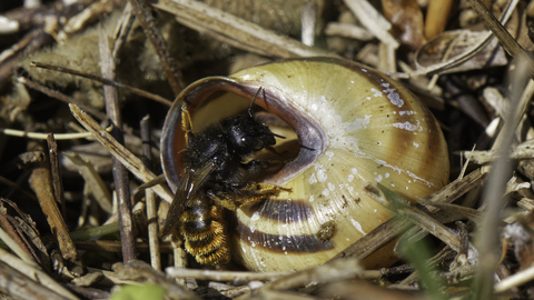 A red-tailed mason bee entering her nest in an empty snail shell. She is a small, slim black bee with a fuzzy orange abdomen