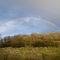 rainbow against grey cloudy sky above woodland.