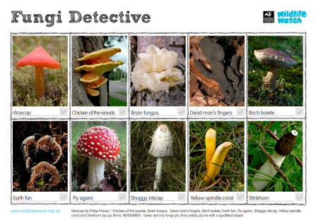 Fungi spotter