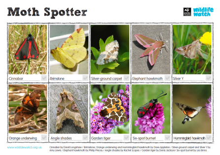 Moth spotter