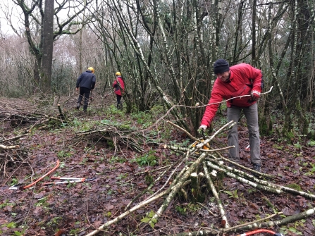 Coppicing- protecting the coppiced stools from browsing deer