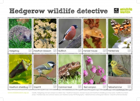 Hedgerow wildlife detective