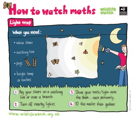 How to watch moths - light trap