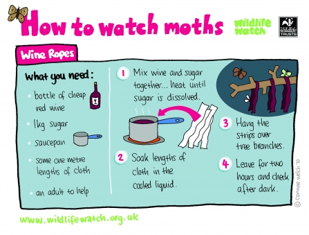 How to watch moths - Wine ropes