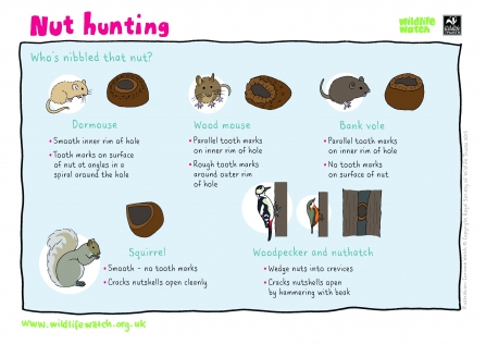 Nut hunting