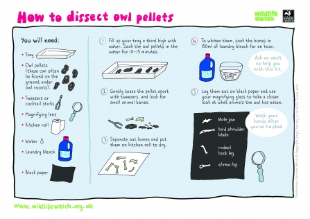 Dissect owl pellets
