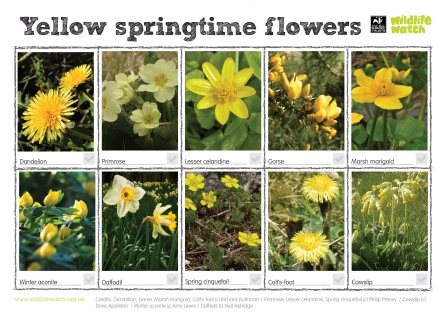 yellow springtime flowers