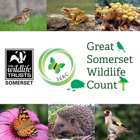 The Great Somerset Wildlife Count