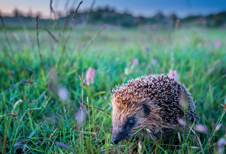 A lone hedgehog at dusk in a garden