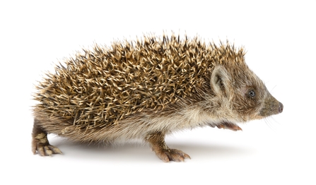 Close up of a hedgehog walking