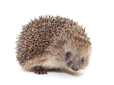 A hedgehog looking at the camera with a plain white background