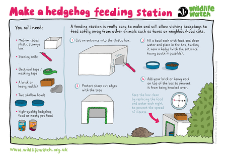 A guide to making a hedgehog feeding station