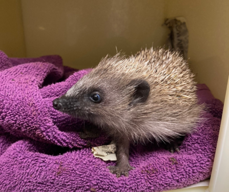 A baby hedgehog in a rehabilitation centre