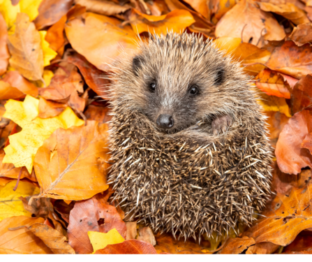 Hibernating hedgehog in Autumn with colourful autumn leaves