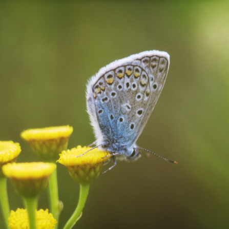 Large blue butterfly