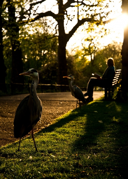Grey herons near woman in park